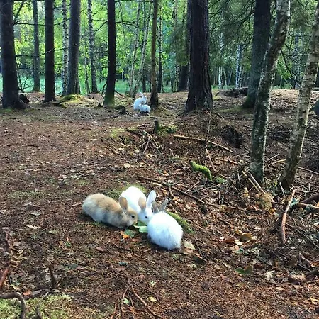 Forell Фермерский дом Pidula