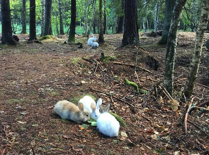 Forell Alloggio per agriturismo Pidula